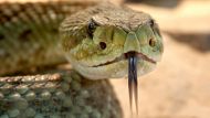 - Не паникуйте, когда встречаете диких змей на тропе, - обращайтесь к туристам в Facebook State Forest